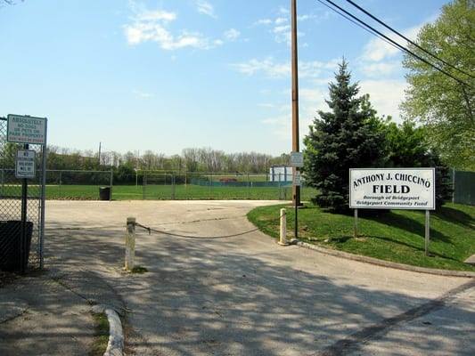 chiccino field